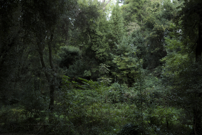 Ailanthus Altissima