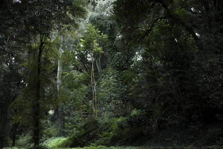 Ailanthus Altissima