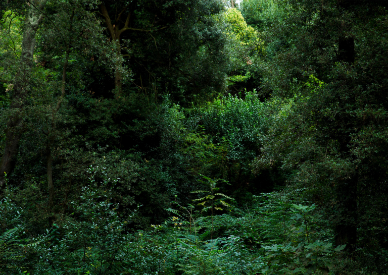Ailanthus Altissima